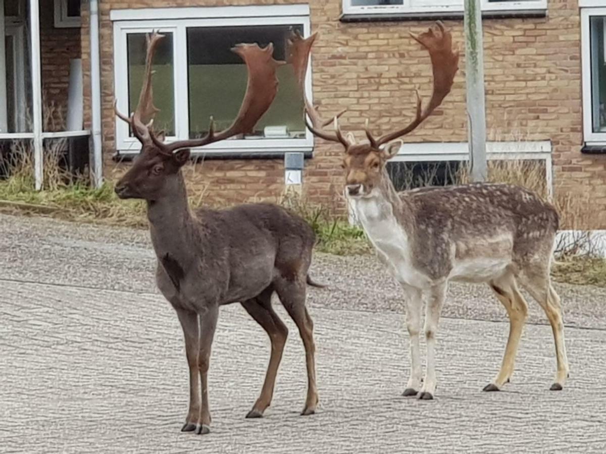 Apartmán De Schelp 37 Zandvoort Exteriér fotografie